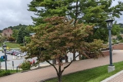 Flowering dogwood (Cornus florida) on the Appstate campus.