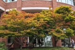 Japanese maples turning color outside the Belk Library on the Appstate campus.