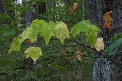 Mountain maple (Acer spicatum)