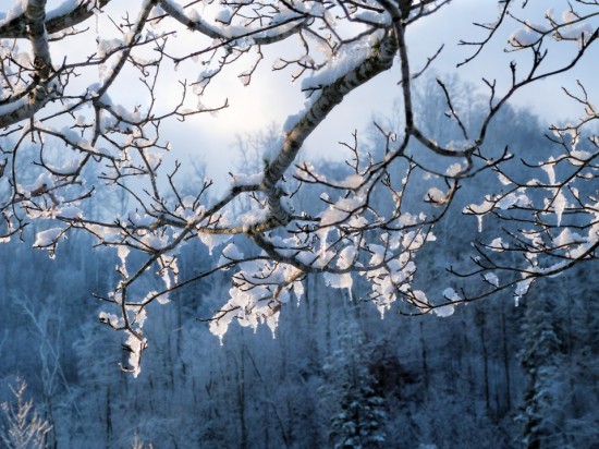 Jan18_Snow on trees_Susan Murphy