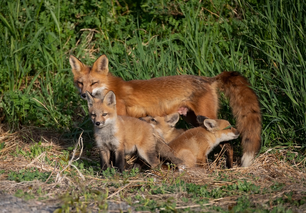 Red Fox Interaction with Humans - Foxes as a Resource