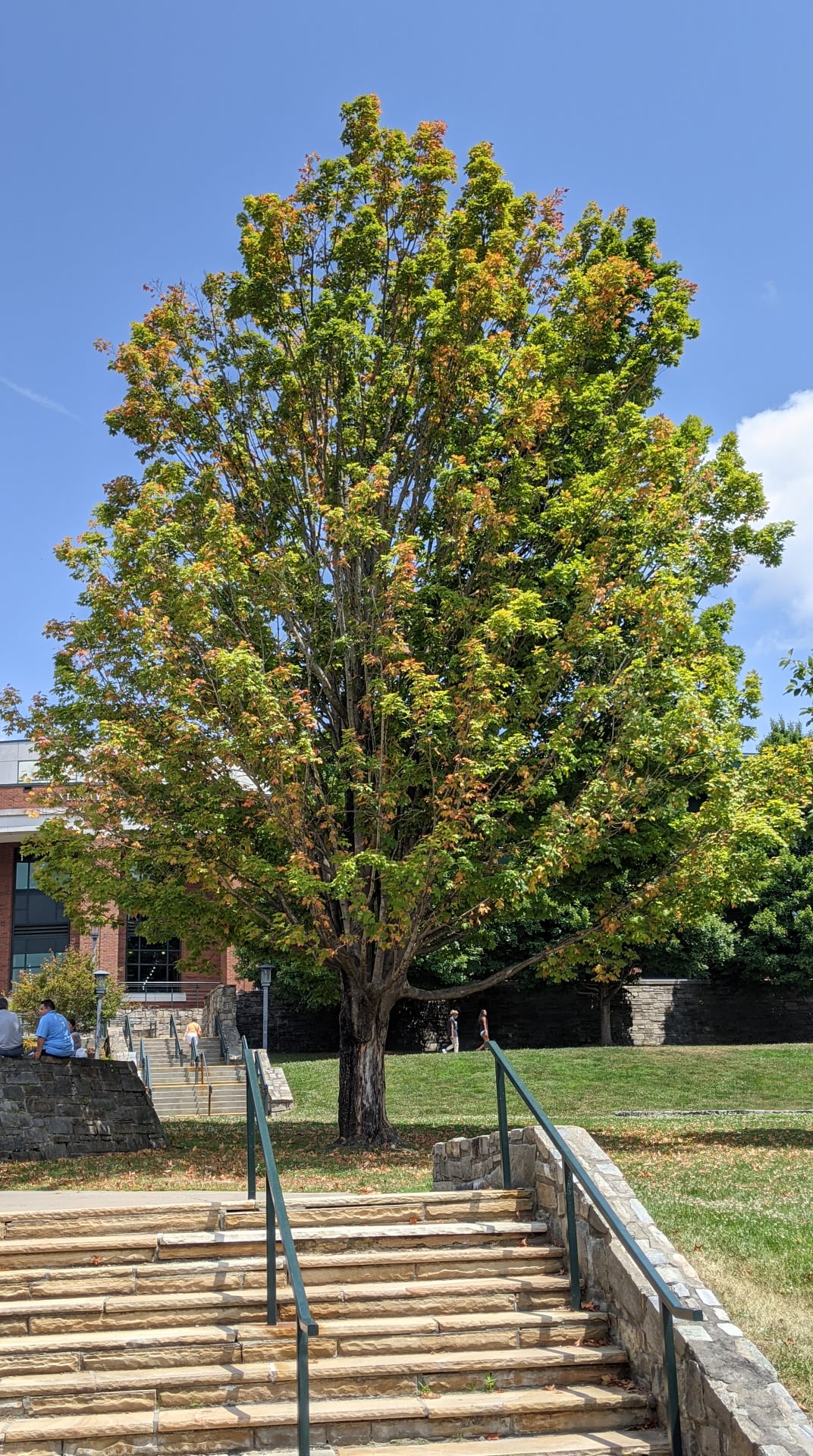 Oak trees keep dropping acorns this fall. Here's how a 'mast' year impacts  North Texas