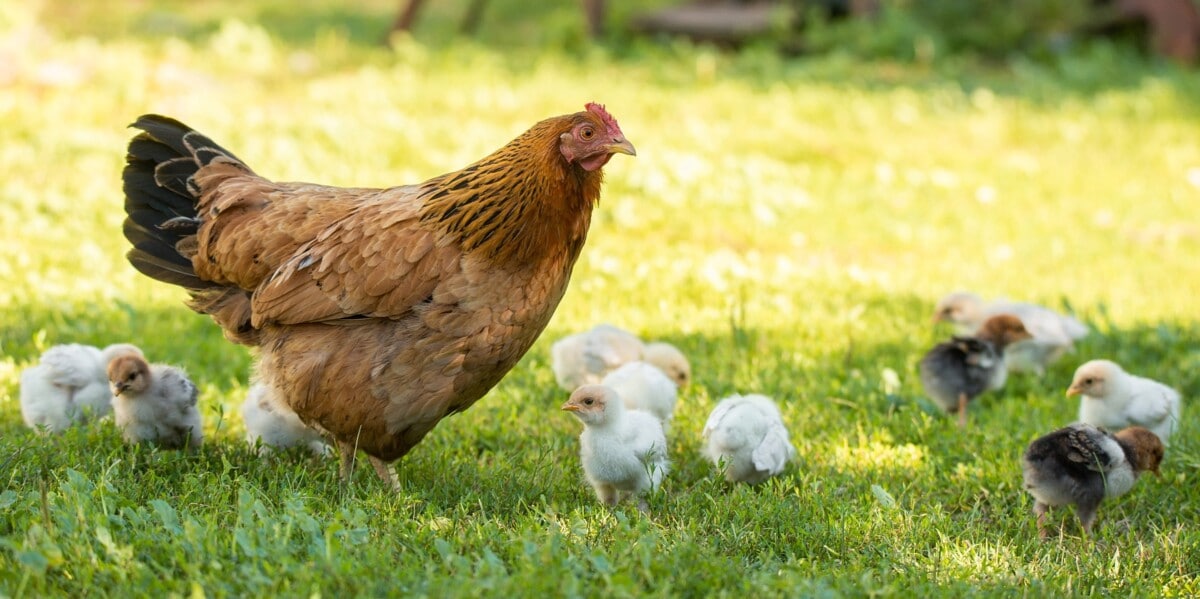 Cdc Salmonella Outbreaks Linked To Backyard Poultry 