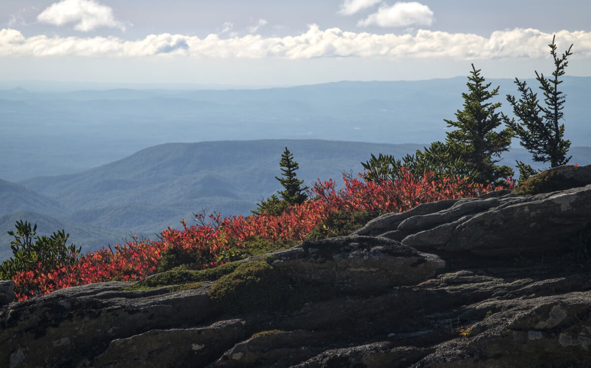 The Remarkable Rhododendron Ramble to kick off at Grandfather Mountain on  May 27