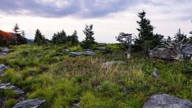 August 2026 at Grandfather Mountain