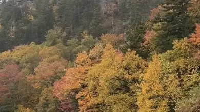 Fall color and a rocky ridge along the Blue Ridge Parkway on the morning snow fell