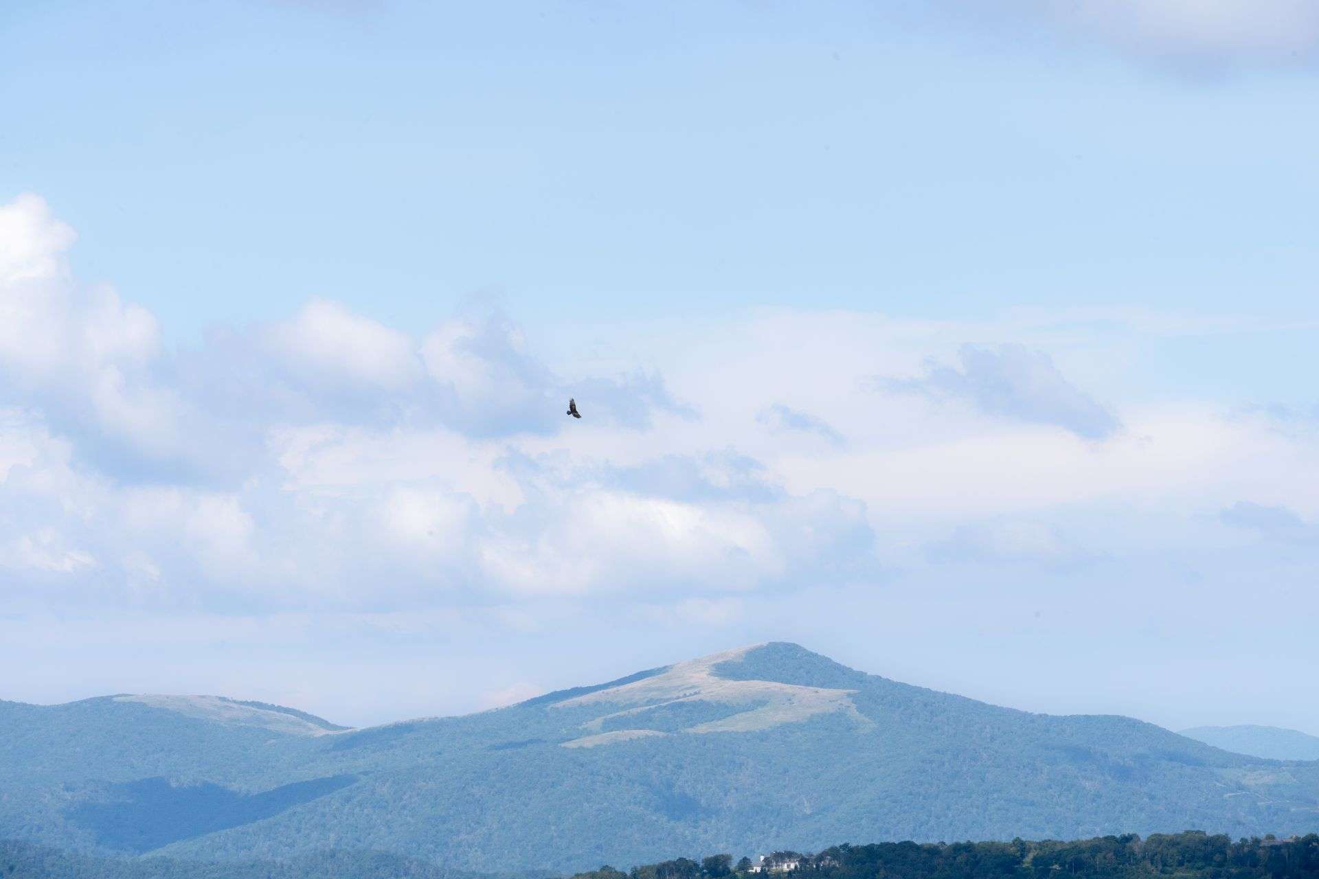 Grandfather Mountain Hawk Watch