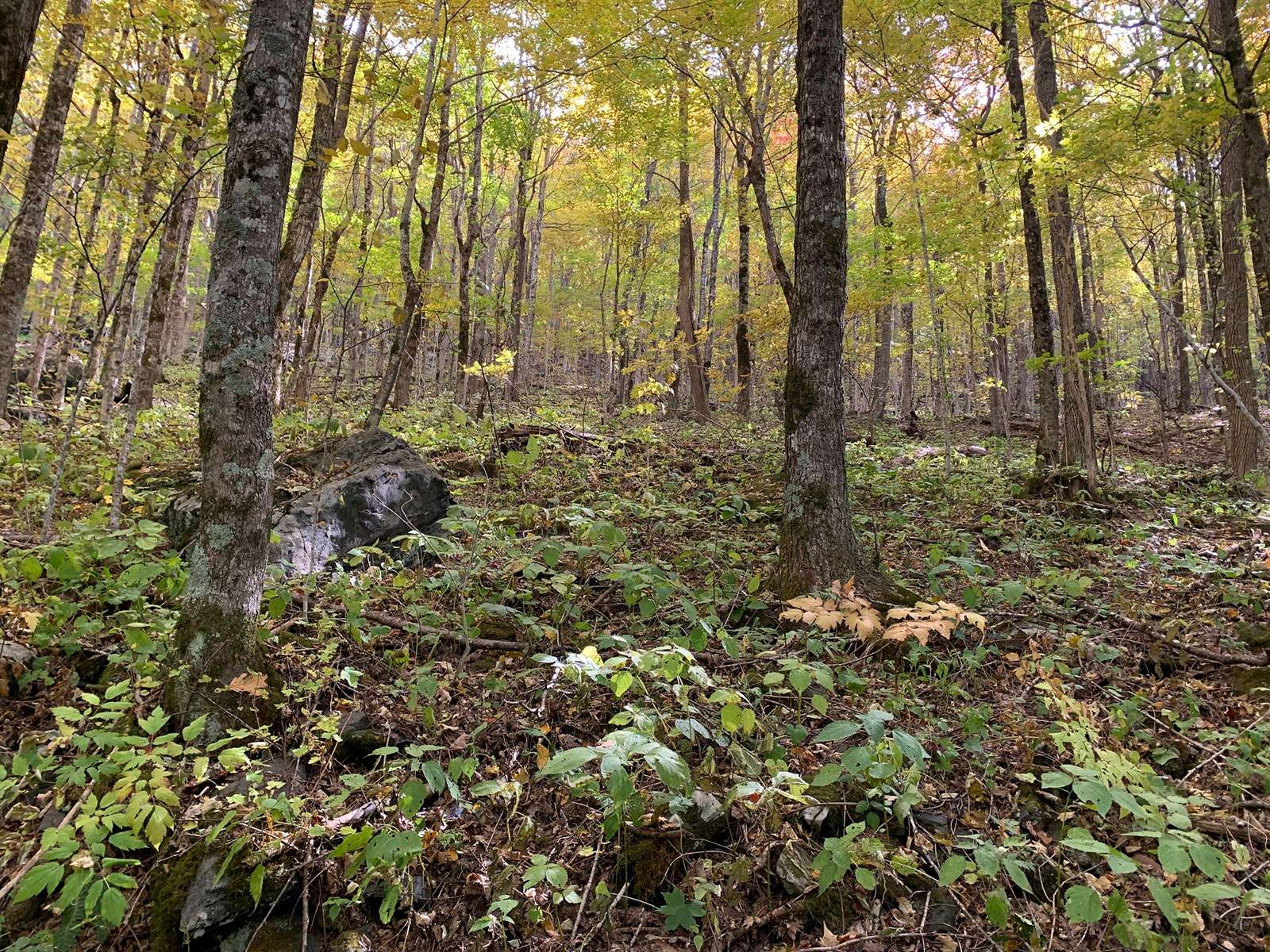 Mature hardwood forest on the Linville conservation easement