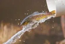 A trout is released into a pond during stocking