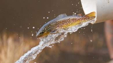 A trout is released into a pond during stocking