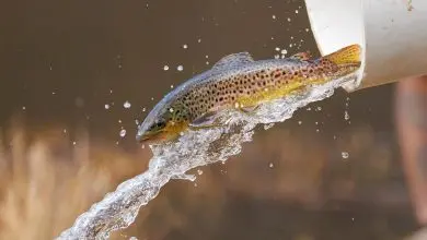 A trout is released into a pond during stocking
