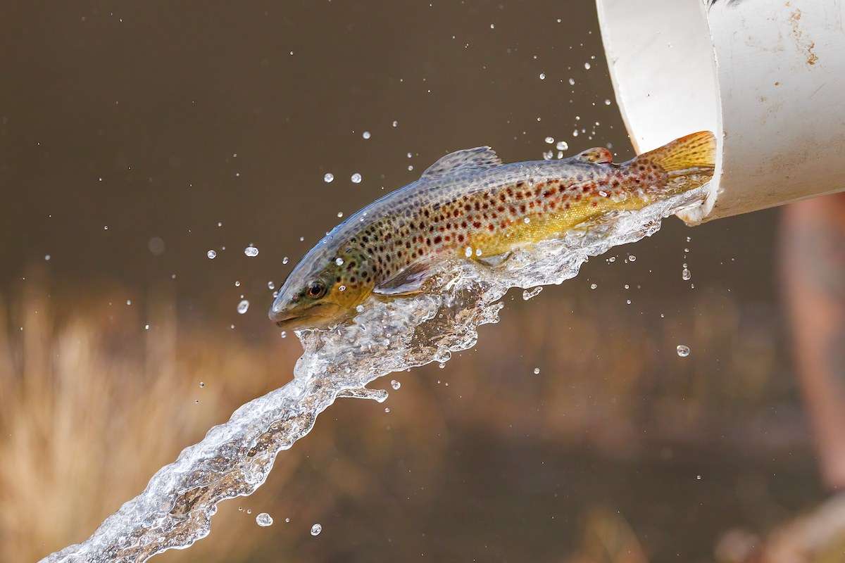 A trout is released into a pond during stocking