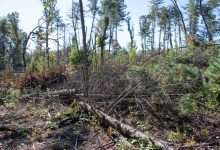 Hurricane Helene storm debris along the Blue Ridge Parkway in the Asheville corridor
