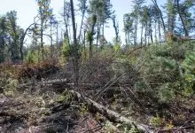 Hurricane Helene storm debris along the Blue Ridge Parkway in the Asheville corridor
