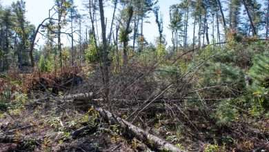 Hurricane Helene storm debris along the Blue Ridge Parkway in the Asheville corridor