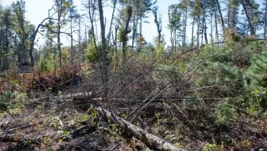 Hurricane Helene storm debris along the Blue Ridge Parkway in the Asheville corridor