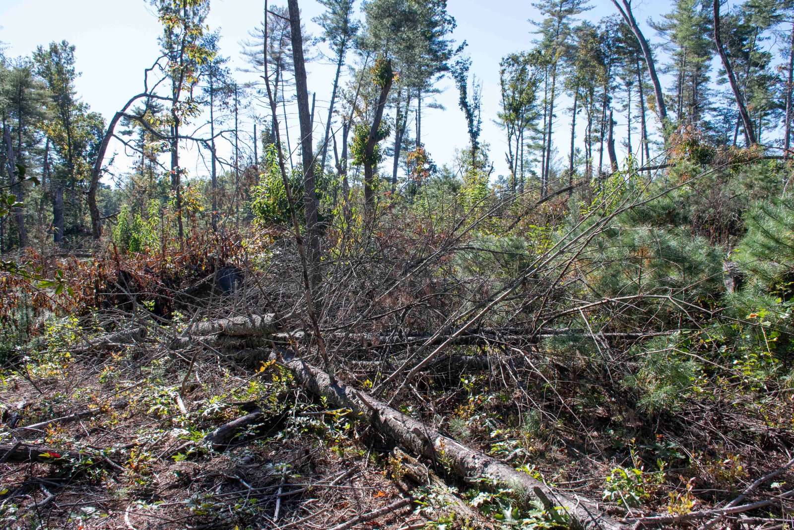Hurricane Helene storm debris along the Blue Ridge Parkway in the Asheville corridor